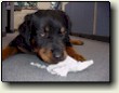 Dog chewing on a bill